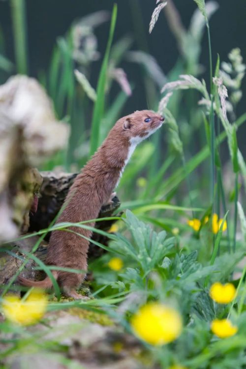 鼬鼬鼬鼬鼬疯了