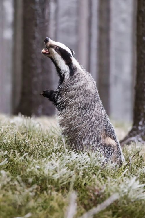 鼬鼬鼬鼬鼬疯了