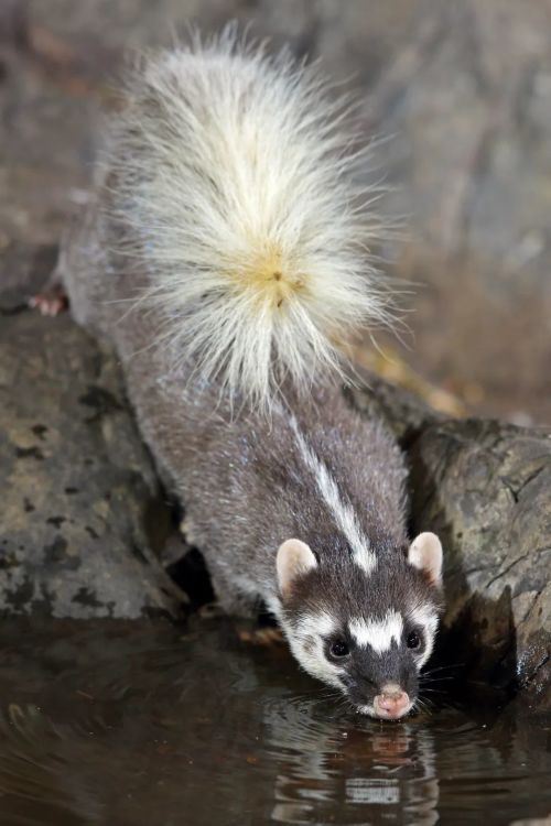 (扬起尾巴的鼬獾;大多数鼬科动物,如鼬獾,蜜獾都具有臭腺,图片来源