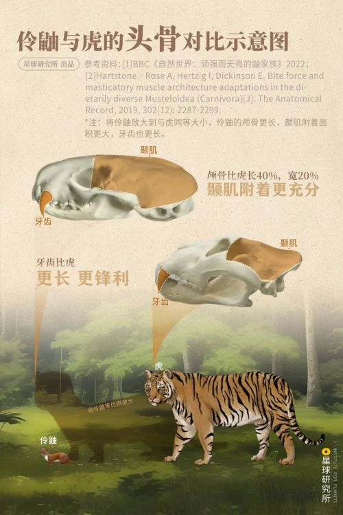 (鼬与老虎头骨结构对比示意图,制图@张琪月/星球研究所)伶鼬的咬合力