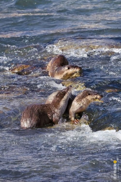 (正在捕鱼的欧亚水獭,它们是在中国分布最广的水獭,摄影师@雪松)是水