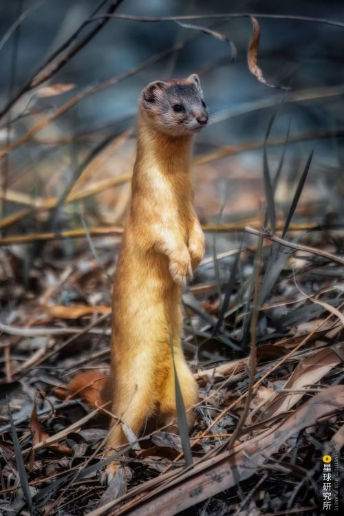 鼬鼬鼬鼬鼬疯了