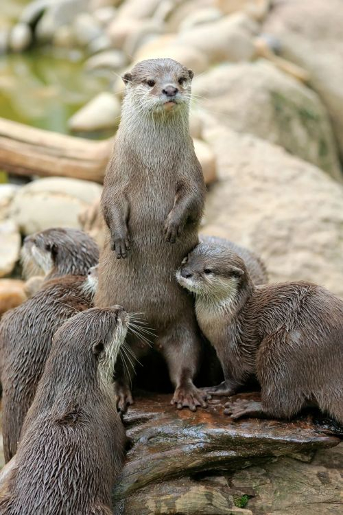 (亚洲小爪水獭的趾爪细小;水獭亚科共有7属13种,包括海獭,中国有3种