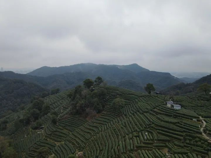 杭州西湖街道翁家山村龙井茶产区。受访单位供图