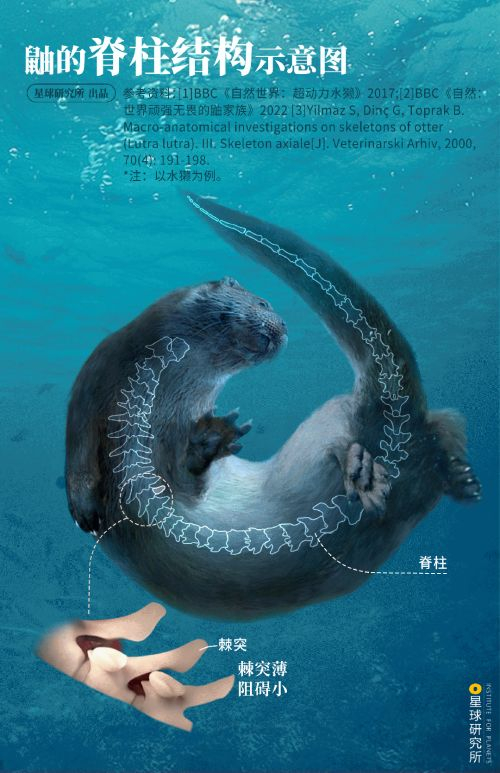 鼬鼬鼬鼬鼬疯了