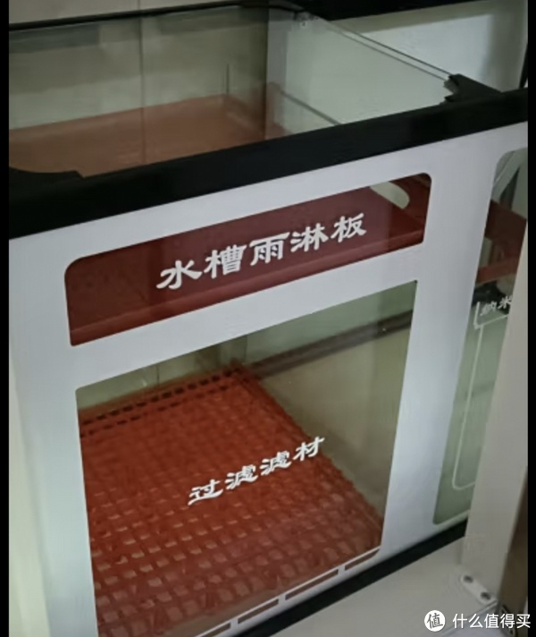 水族日记鱼缸里的鱼