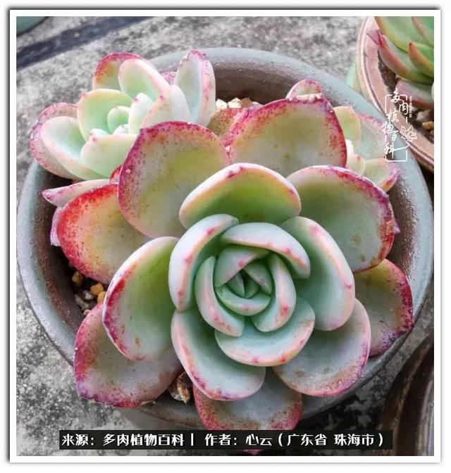 多肉品种海海,我偏爱它们之大叶系列!|单头|碧桃|白凤_新浪新闻