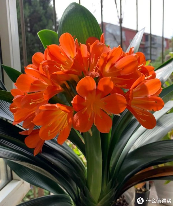 君子兰吃了"这种宝贝",花箭如手腕粗,很快就开花,冬天也疯长|芝麻