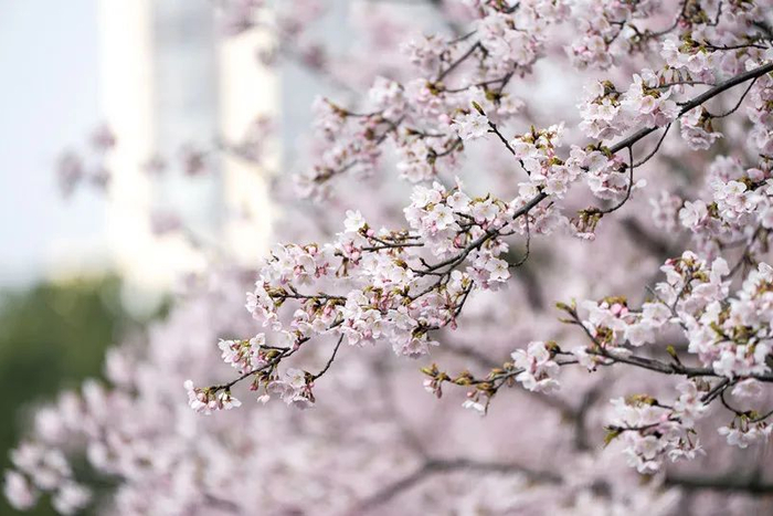 上海人传下去今起顾村公园看樱花禁止带梯子上海最长花期樱花节来了