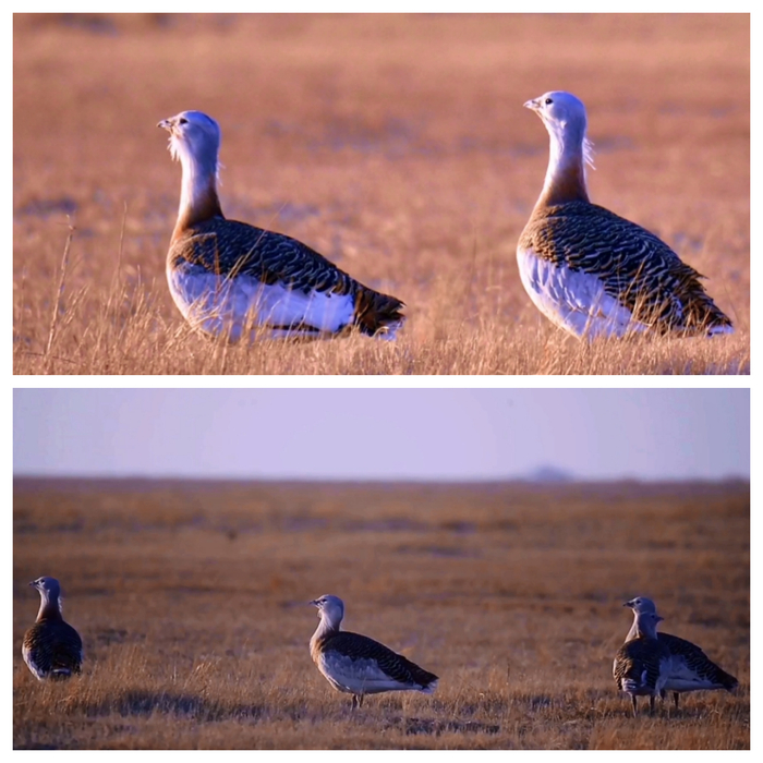 林甸县发现7只国家一级保护动物