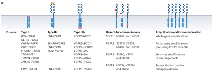 fgfr靶向治疗的临床进展