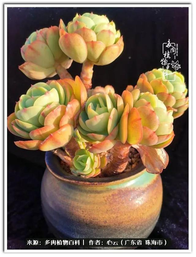 多肉品种海海,我偏爱它们之大叶系列!|单头|碧桃|白凤_新浪新闻
