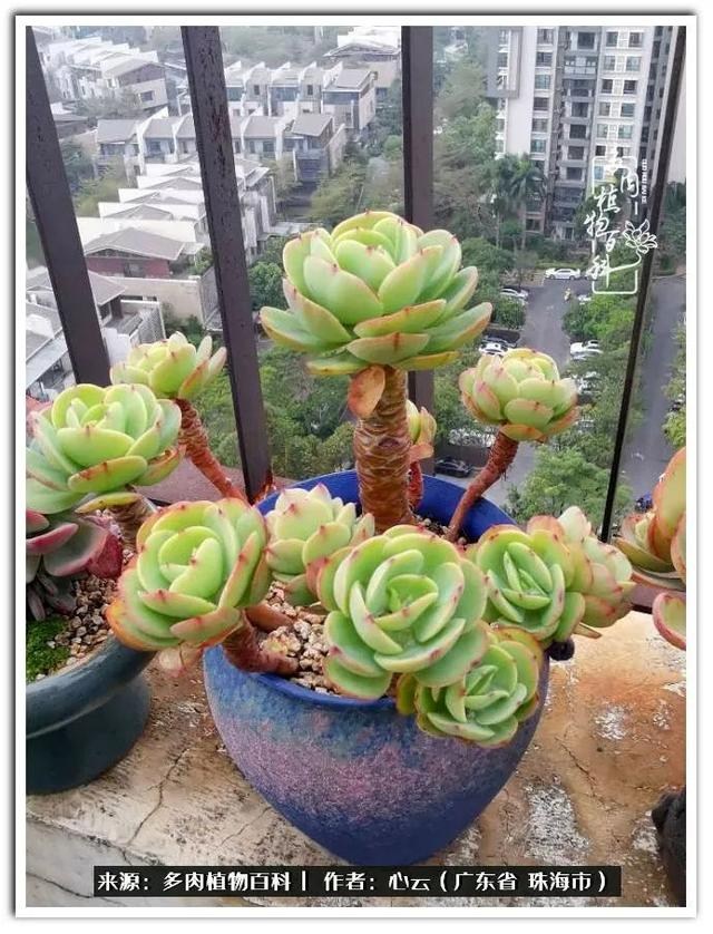 多肉品种海海,我偏爱它们之大叶系列!|单头|碧桃|白凤_新浪新闻