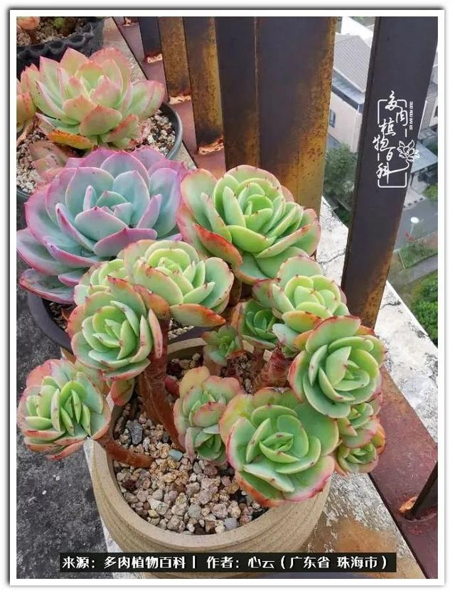 多肉品种海海,我偏爱它们之大叶系列!|单头|碧桃|白凤_新浪新闻