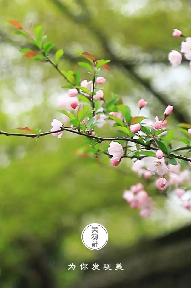 春天是斑斓的,桃红李白,芽绿柳黄.