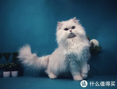 金吉拉的特点,养过都懂|金吉拉|毛发|猫粮_新浪新闻