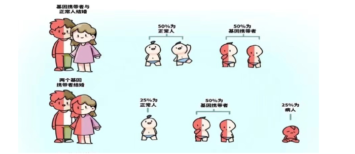 孟德尔遗传定律