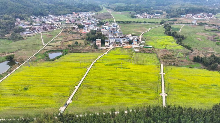 韶关新丰:花开美田畴,情深报桑梓|油菜花|韶关市_新浪新闻