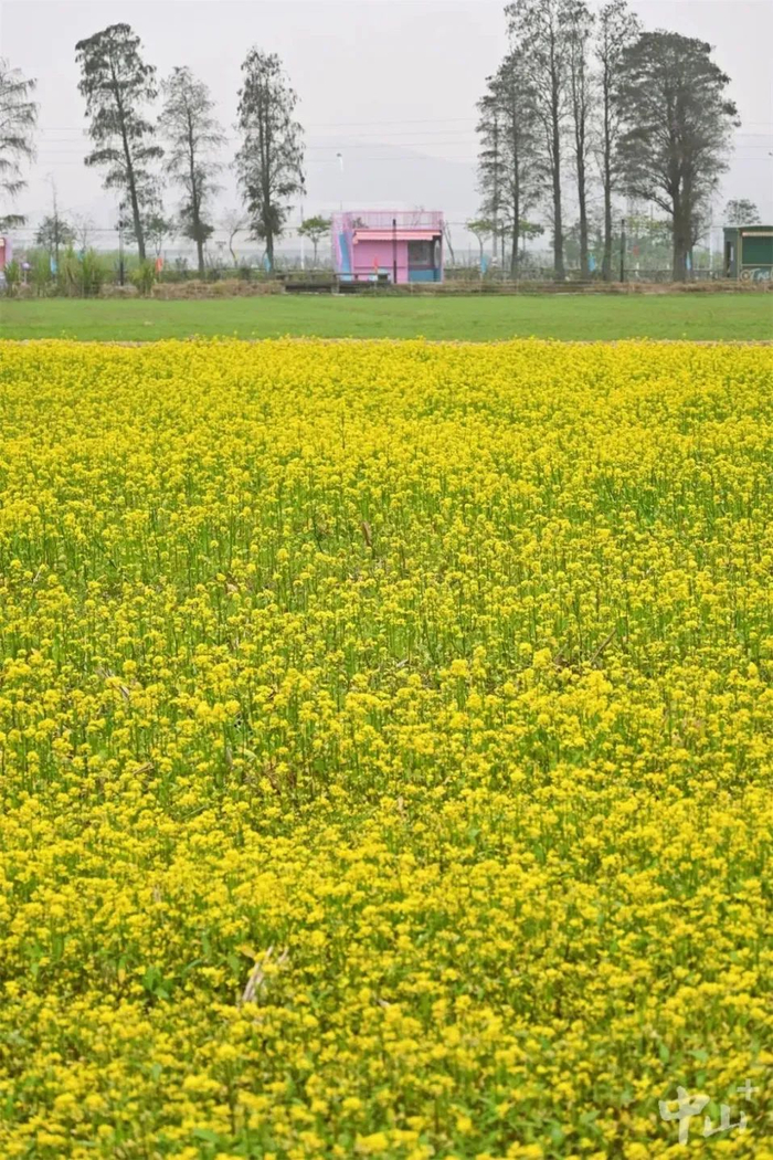中山春日赏花地图来啦还有智能音箱和立体花海门票大派送