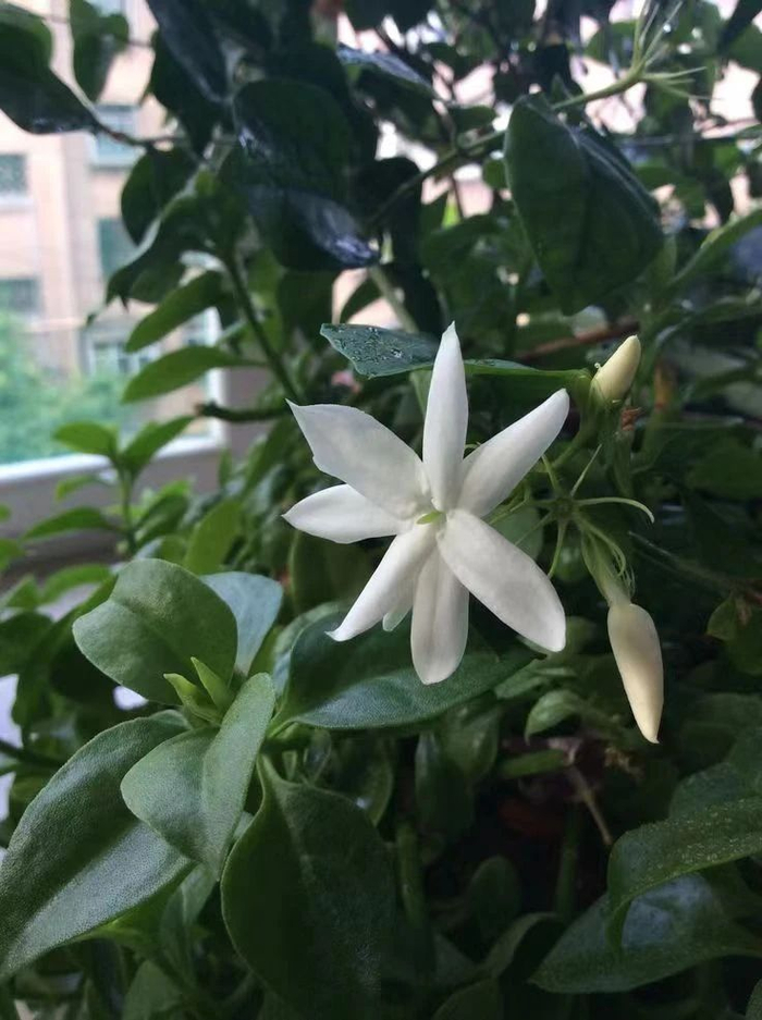 皮实耐寒的笔尖茉莉,重瓣的更好看,没啥病虫害|茉莉|笔尖|重瓣_新浪