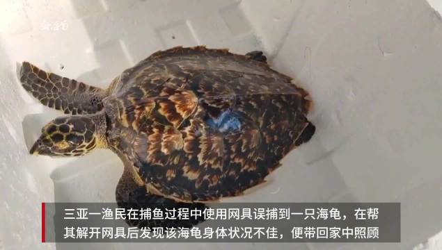三亚渔民误捕玳瑁救助后放生