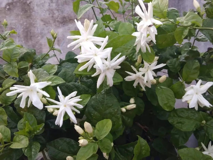 皮实耐寒的笔尖茉莉,重瓣的更好看,没啥病虫害|茉莉|笔尖|重瓣_新浪