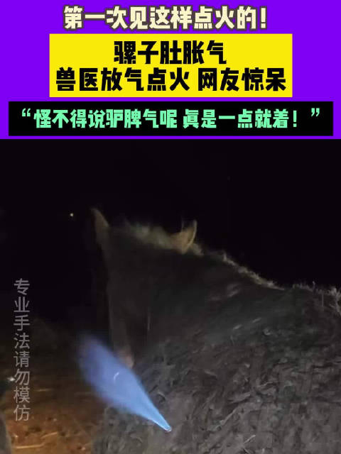 神奇骡子肚胀气兽医放气点火