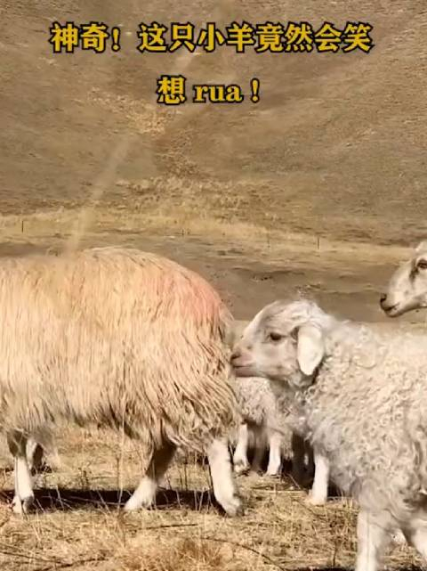 神奇这只羊竟然会笑