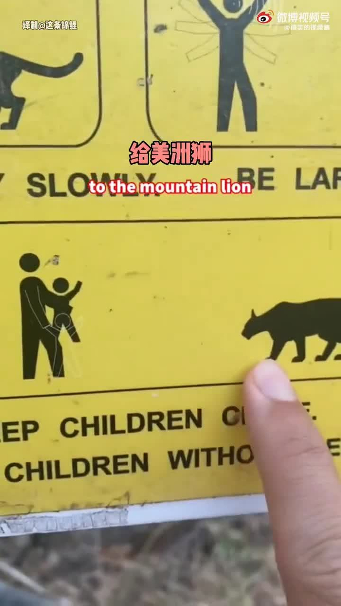 如何面对美洲狮纯属娱乐请勿模仿