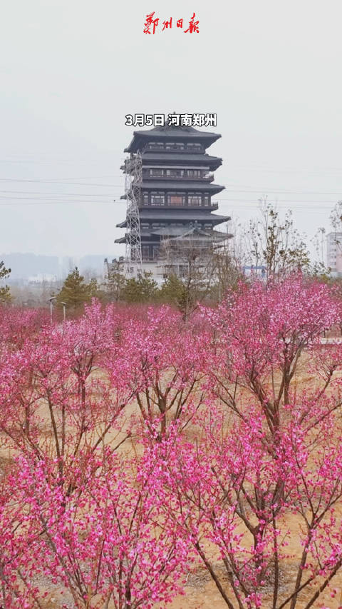 春风有信花开有期郑州西流湖公园的梅花开了