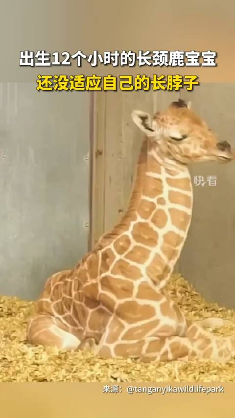太可爱了刚刚出生12个小时的长颈鹿宝宝