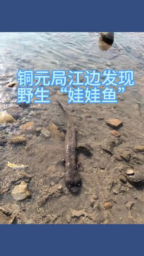 3月11日重庆铜元局一位市民在长江边发现一条怪鱼搁浅