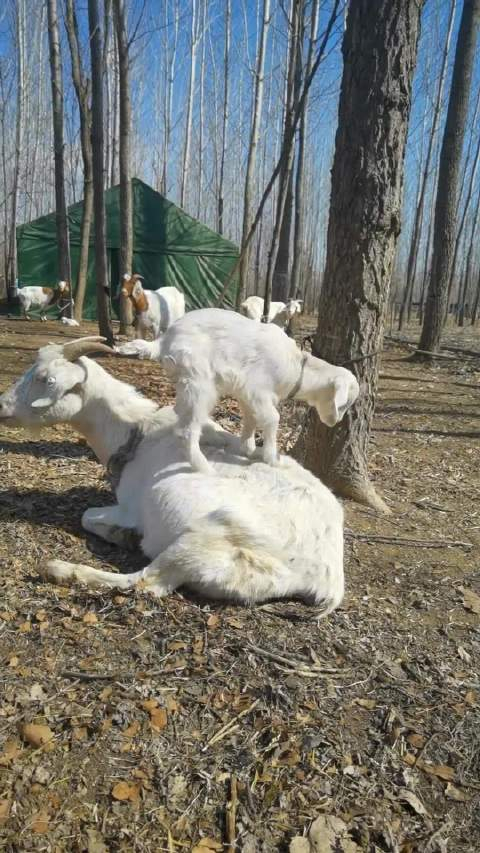 小奶羊的幸福生活