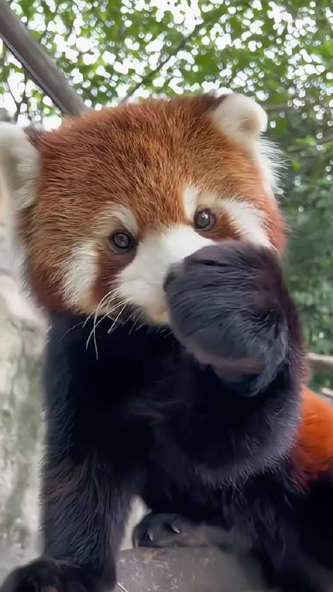 小熊猫是不是太可爱了