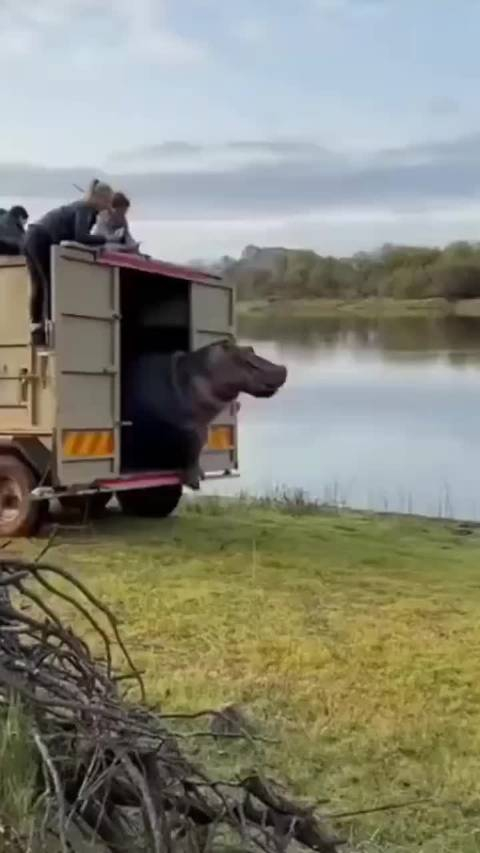 河马这司机开车有点猛我有点晕车