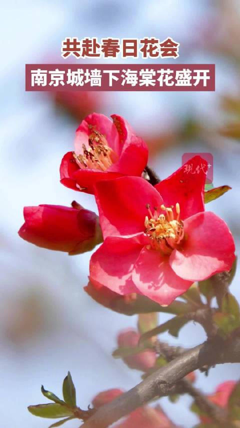 共赴春日花会!南京城墙脚下海棠花盛开__财经头条