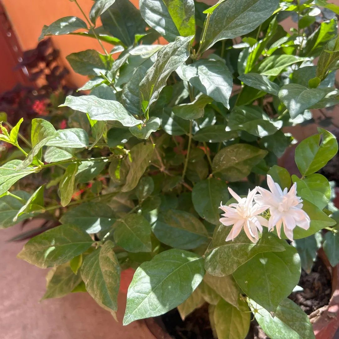 皮实耐寒的笔尖茉莉,重瓣的更好看,没啥病虫害|茉莉|笔尖|重瓣_新浪