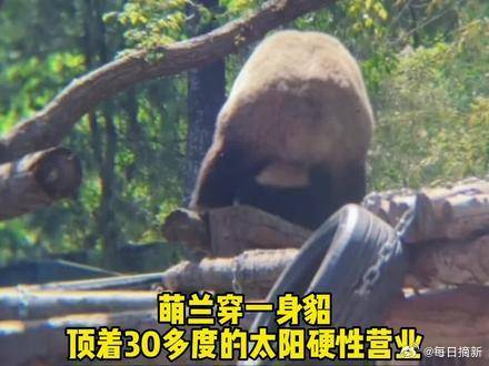 萌兰穿着一身貂在30多度高温下整活观众又兴奋又心疼