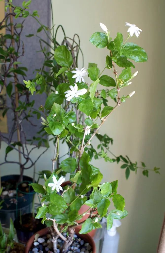 皮实耐寒的笔尖茉莉,重瓣的更好看,没啥病虫害|茉莉|笔尖|重瓣_新浪
