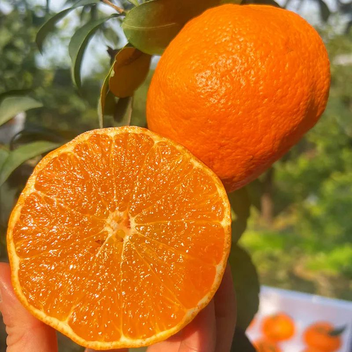 耙耙柑升级版,甜度堪比哈密瓜,明日见柑橘,皮薄肉嫩,香甜细腻~__财经