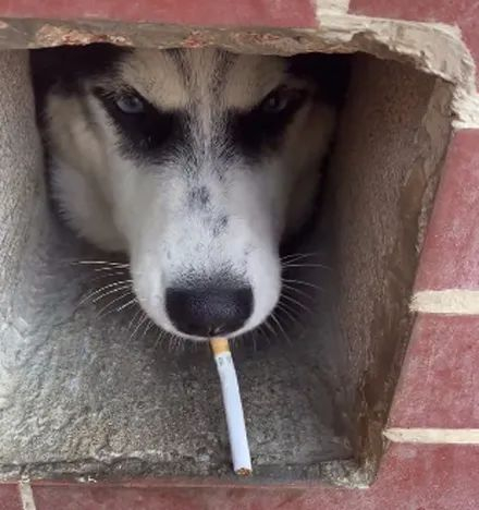 一只会抽烟的哈士奇,太霸气的狗子了,哈哈哈哈!