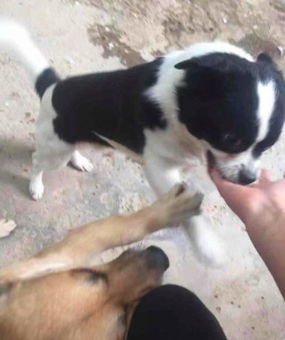 被追杀的小狗为了生存躲进狭缝中被救出一幕让人泪目