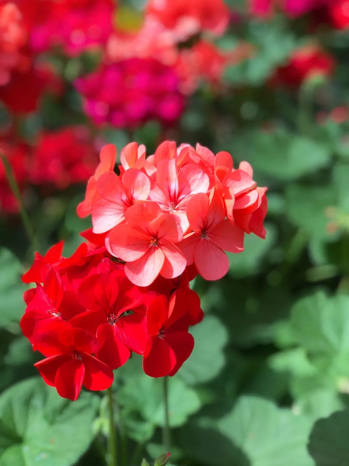 花开花落皆成诗且歌且行且从容