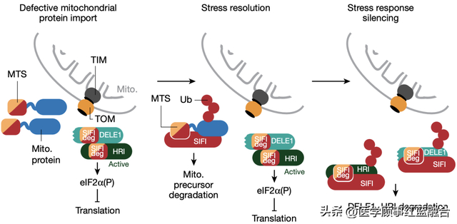 自然:杀死神经元不是"毒蛋白",而是斑块导致的应激