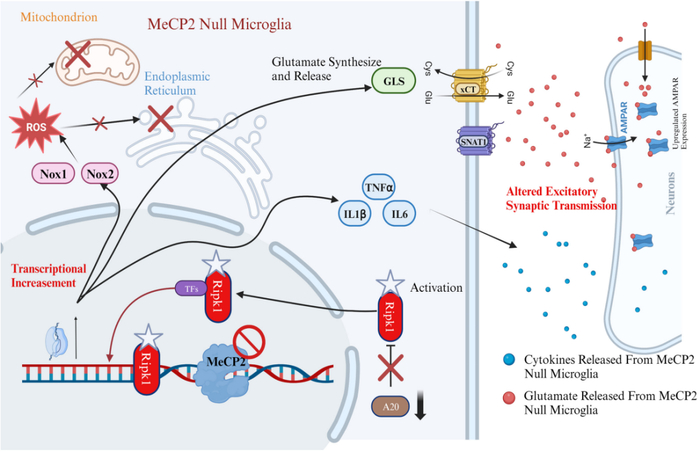 pnas:袁钧瑛/何凯雯报道rett综合征调控新机制(mecp2