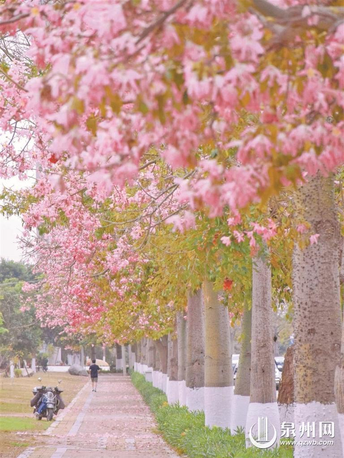 来世遗泉州赏花也赏城 全年赏花指南来了|泉州|崇福寺|芳草园_新浪
