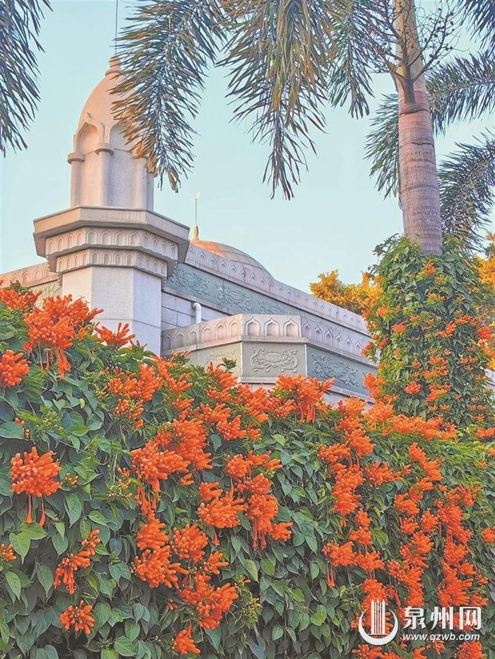 来世遗泉州赏花也赏城 全年赏花指南来了|泉州|崇福寺|芳草园_新浪