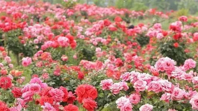 襄阳春季赏花攻略来了→|黄家湾|襄阳|老河口市_新浪新闻
