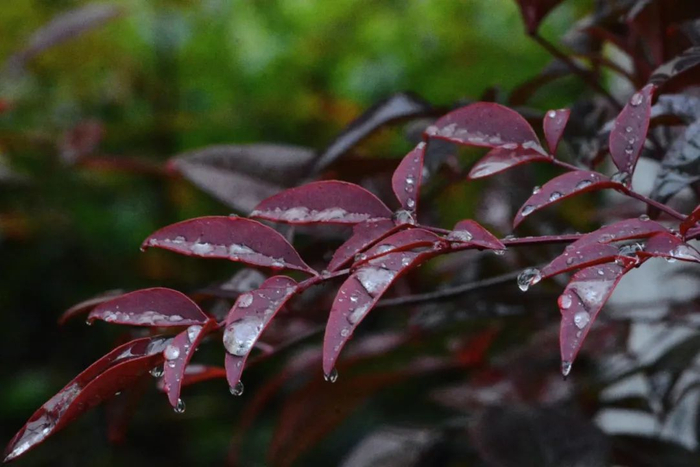 春意|细雨|春雨_新浪新闻