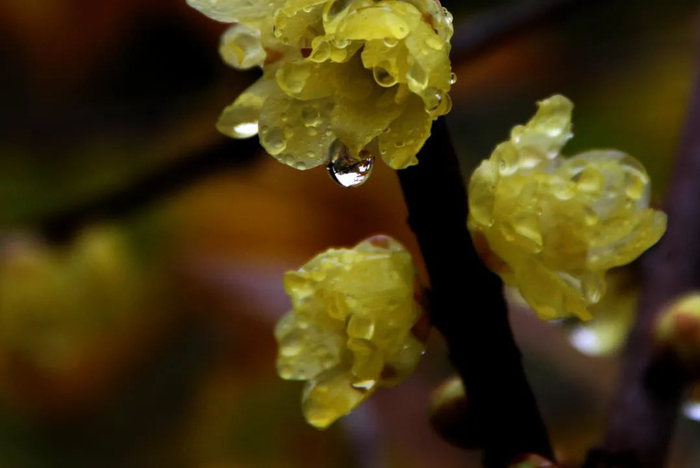 春意|细雨|春雨_新浪新闻